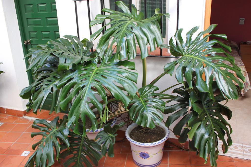 Casa de hóspedes El Patio Alhaurín de la Torre